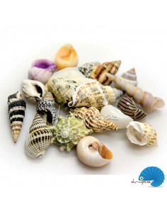 Hobby - Sea shells - S - 20pcs 2