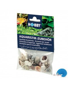 Hobby - Sea shells - S - 20pcs