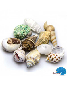 Hobby - Sea shells - M - 10pcs 2