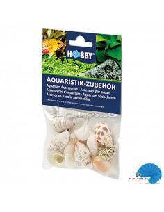 Hobby - Sea shells - M - 10pcs
