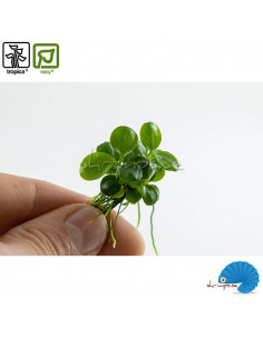 Anubias barteri 'Mini coin' - (1-2-Grow) 2