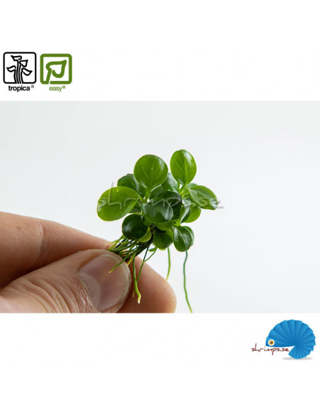 Anubias barteri 'Mini coin' - (1-2-Grow)