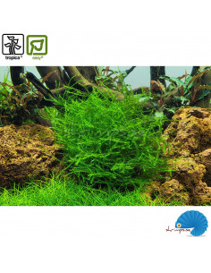 Leptodictyum riparium - 'Stringy Moss' - (1-2-Grow)