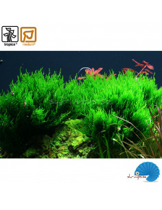 Taxiphyllum sp. 'Flame moss' (1-2-grow)
