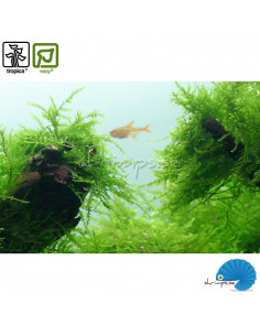 Taxiphyllum Barbieri - Javamossa (1-2-Grow)