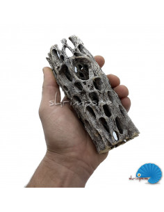 Teddy Bear Cholla Wood - Kaktus grotta 2
