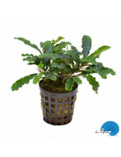 Bucephalandra - Green Velvet
