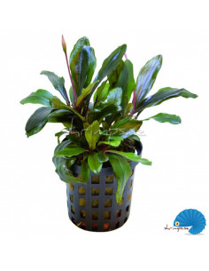 Bucephalandra - Theia