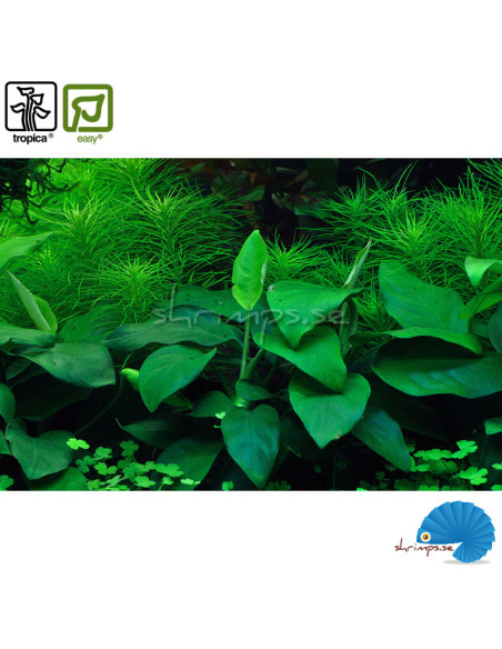 Anubias bateri nana - 1-2-Grow