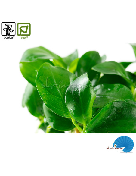 Anubias bateri nana - 1-2-Grow