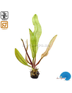 Aponogeton madagascariensis Limited Edition