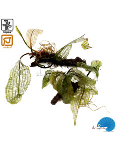 Aponogeton madagascariensis Limited Edition 2