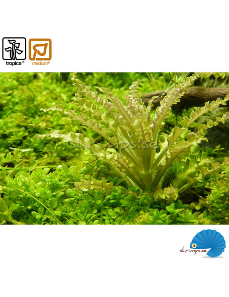 Pogostemeon helferi (1-2-Grow)