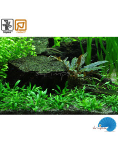 Cryptocoryne parva - (1-2-Grow) 2