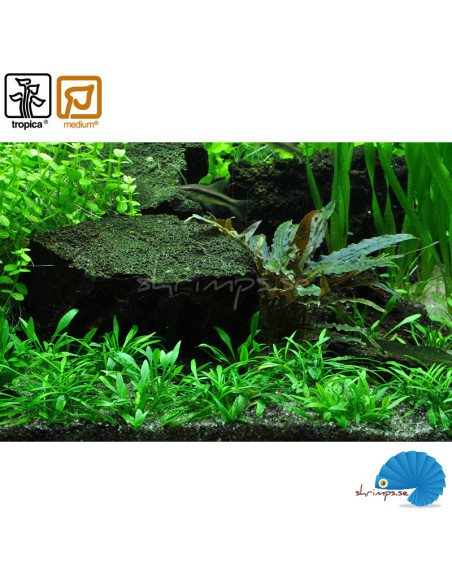 Cryptocoryne parva - (1-2-Grow)