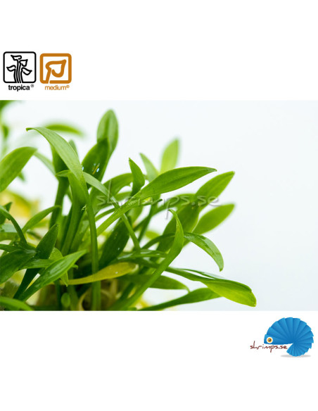 Cryptocoryne parva - (1-2-Grow)