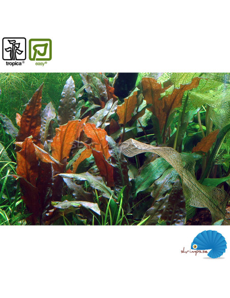 Cryptocoryne wendtii 'Mi Oya'
