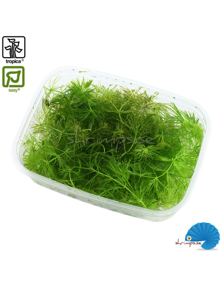 Ceratophyllum demersum 'Foxtail'
