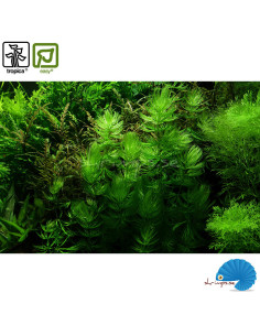 Ceratophyllum demersum 'Foxtail' 2