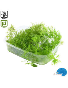 Ceratophyllum demersum 'Foxtail'