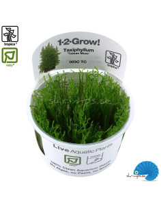 Taxiphyllum alternates 'Taiwan' (1-2-Grow) 2