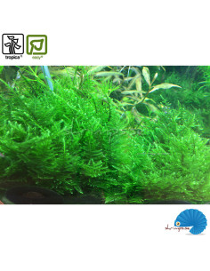 Taxiphyllum alternates 'Taiwan' (1-2-Grow)