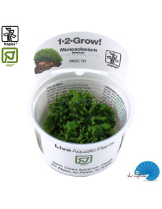 Monosolenium tenerum 'Sötvattentång' (1-2-Grow) 2