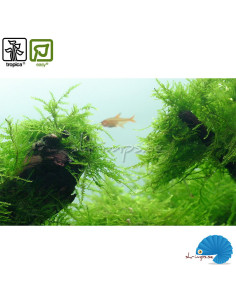 Taxiphyllum 'Java' Portion