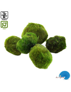 Cladophora Aegagropila - Moss ball