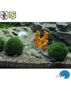 Cladophora Aegagropila - Moss ball 2
