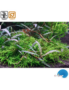 Hygrophila pinnatifida and moss 2