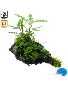 Hygrophila pinnatifida and moss