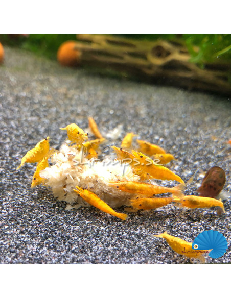 Snowflakes - Yellow Neocaridina