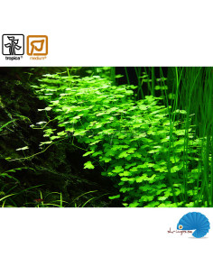 Hydrocotyle tripartita (1-2-Grow) 2