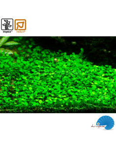 Marsilea Minuta (1-2-Grow) 2