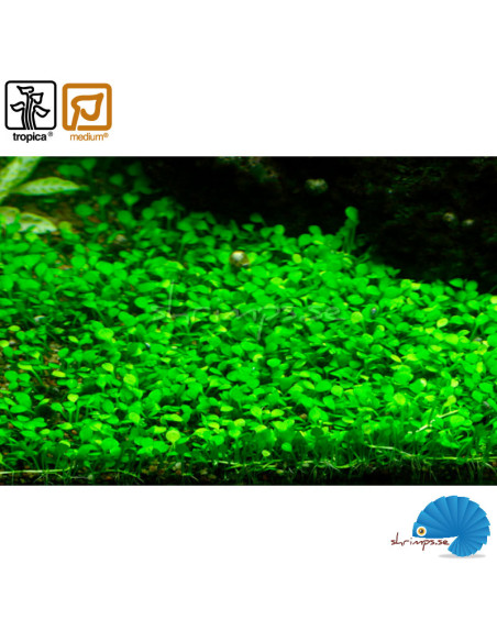 Marsilea Minuta (1-2-Grow)