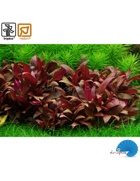 Alternanthera Reineckii 'mini' (1-2-Grow)