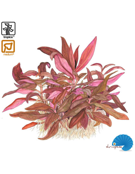 Alternanthera Reineckii 'mini' (1-2-Grow)