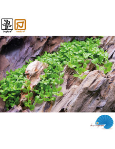 Micranthemum tweediei "Monte Carlo" (1-2-Grow) 2