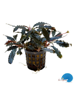 Bucephalandra - Biblis