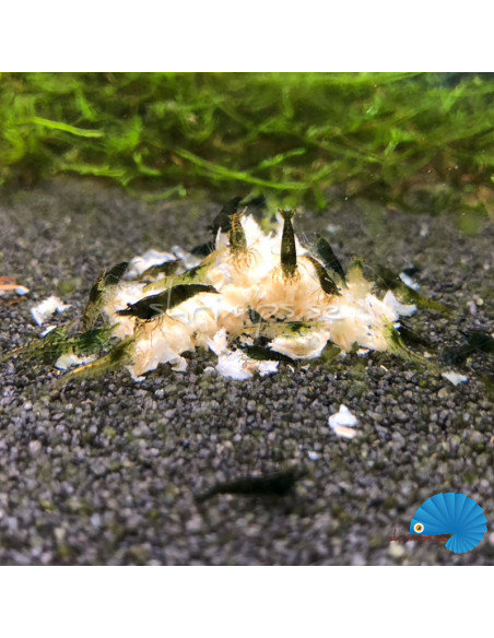 Snowflakes - Grön neocaridina