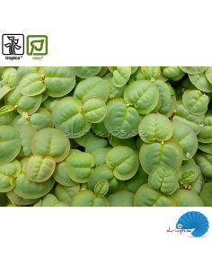Phyllanthus Fluitans (1-2-Grow)