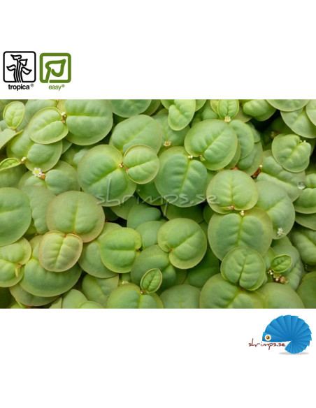 Phyllanthus Fluitans (1-2-Grow)