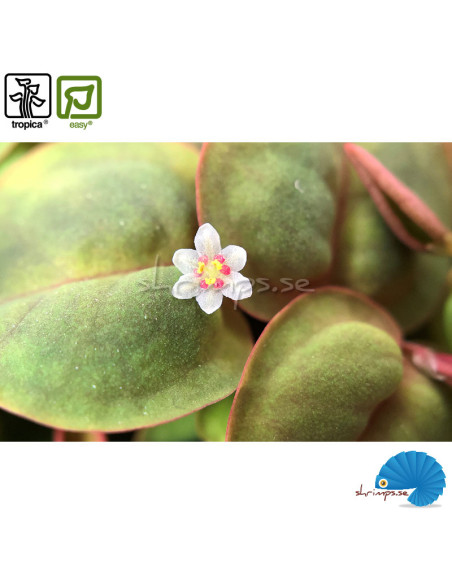 Phyllanthus Fluitans (1-2-Grow)