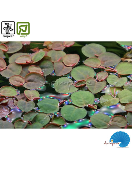 Phyllanthus Fluitans (1-2-Grow)