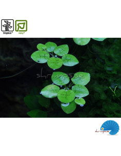 Limnobium Laevigatum 'Frogbit' (1-2-Grow) 2