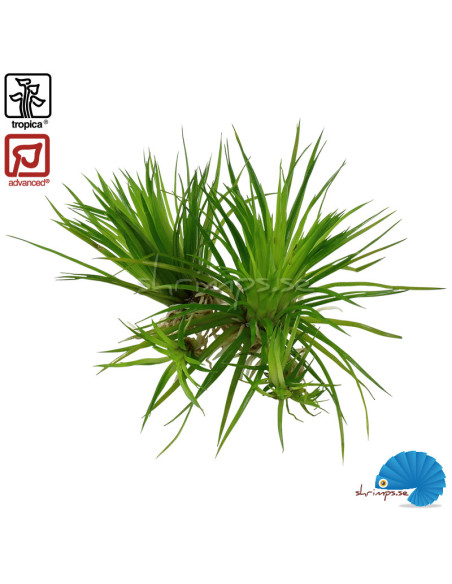 Eriocaulon cinereum (1-2-Grow)