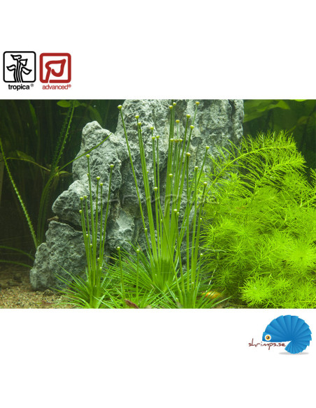 Eriocaulon cinereum (1-2-Grow)