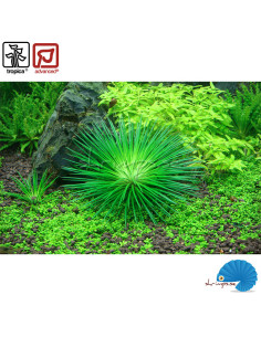 Eriocaulon cinereum (1-2-Grow) 2