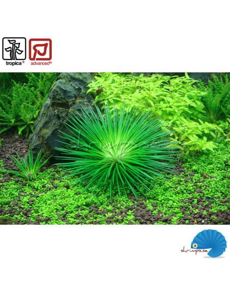 Eriocaulon cinereum (1-2-Grow)